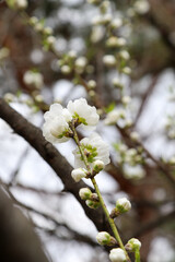 花ももの白い花