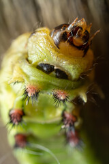 inseto macro