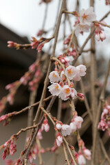 開花が始まった本満寺の枝垂れ桜