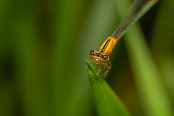 inseto macro libelula colorida
