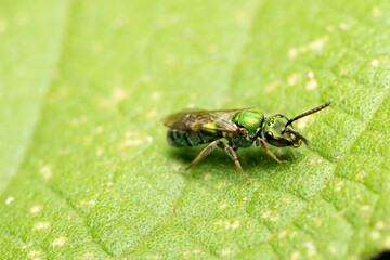 inseto macro abelha