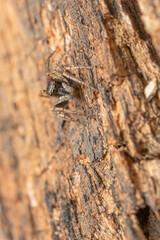 inseto macro aranha fofinha natureza