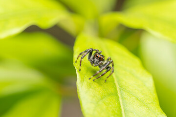 inseto macro aranha fofinha natureza