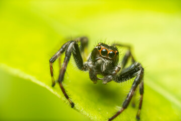 inseto macro aranha fofinha natureza