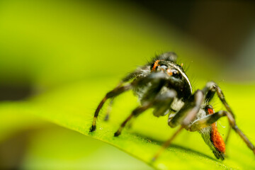 inseto macro aranha fofinha natureza