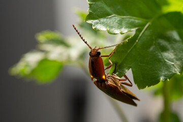 inseto macro vagalume brilho voando
