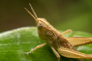 Naklejka premium inseto macro