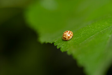 Fototapeta premium inseto macro