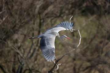 Grey heron nesting in the crown of tree. Heron on the nest. European spring wildlife. 