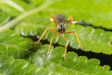 Fototapeta premium inseto macro abelha