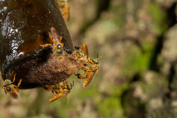 abelha jatai - inseto macro