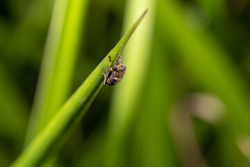 inseto macro