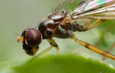 inseto macro super macro mosca