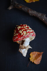 sinek agaric mantarlar orman sonbahar