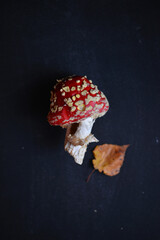 sinek agaric mantarlar orman sonbahar