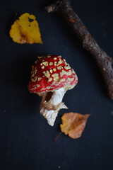 sinek agaric mantarlar orman sonbahar