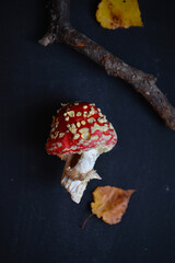 sinek agaric mantarlar orman sonbahar