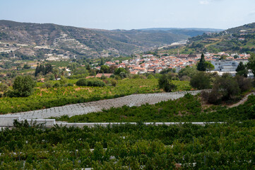 Fototapeta premium Wine industry on Cyprus island, view on Cypriot vineyards with growing grape plants on south slopes of Troodos mountain range near Omodos village