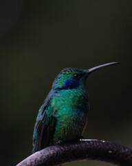 Fototapeta na wymiar hummingbird on a branch in Costa Rica 