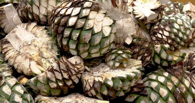 Peeled blue agave pineapple ready to boil and make tequila