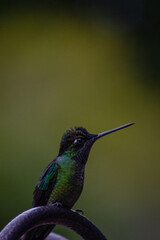 Obraz premium hummingbird on a branch with a green background 