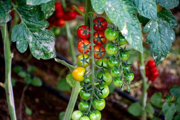 Growing of red salad or sauce tomatoes in greenhouses in Lazio, Italy