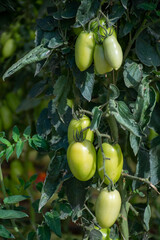 Growing of san marzano salad or sauce tomatoes in greenhouses in Lazio, Italy