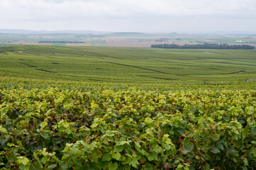 View on green pinot noir grand cru vineyards of famous champagne houses in Montagne de Reims near Verzenay, Champagne, France