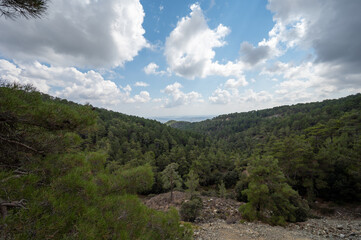 Evergreen pine trees growing in high Troodos mountains on Cyprus