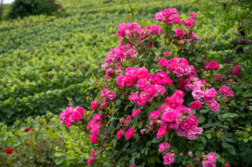 View on green pinot noir grand cru vineyards of famous champagne houses in Montagne de Reims near Verzenay, Champagne, France