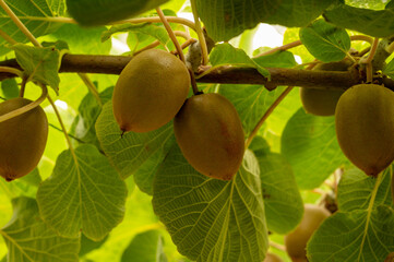 New harvest of ripe green kiwi fruits in orchard