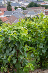 View on green pinot noir grand cru vineyards of famous champagne houses in Montagne de Reims near Verzenay, Champagne, France