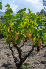 Fototapeta na wymiar Wine industry on Cyprus island, bunches of ripe white grapes hanging on Cypriot vineyards located on south slopes of Troodos mountain range.