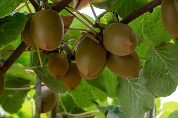 New harvest of ripe green kiwi fruits in orchard