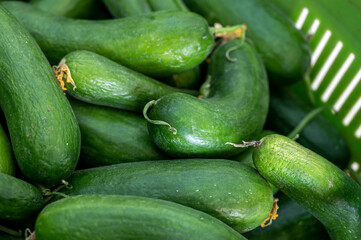 Organic vegetables background, harvest of green bio cucumbers