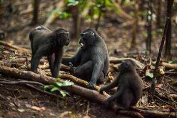 One male and two female black macacas argue and the male shows its teeth