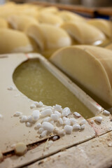 Process of making parmigiano-reggiano parmesan cheese on small cheese farm in Parma, Italy, salting room, wheels brining in brine bath to absorb salt for 20–25 days