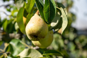 New harvest of ripe juicy pear fruits in orchard