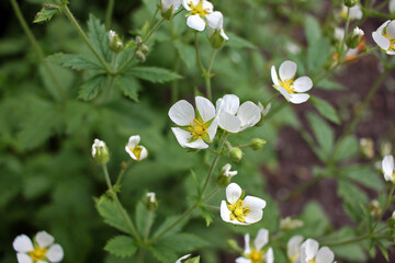 White Potentilla