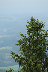 Landschaft mit einem Baum im Vordergrund
