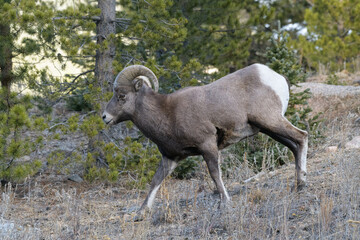 Colorado Rocky Mountain Bighorn Sheep