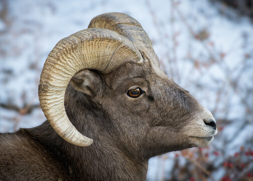Colorado Rocky Mountain Bighorn Sheep Ram in Snow