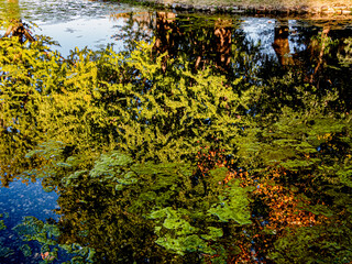 Obraz na płótnie Canvas 秋の公園の池の映り込み
