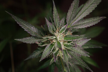 close up of growing marijuana bud