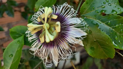 Flor de Maracuj&aacute; 