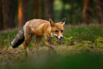 Naklejka na ściany i meble Fox at sunrise. Red fox, Vulpes vulpes, hunting in green pine forest. Hungry fox sniffs about food in moor. Beautiful orange fur coat animal in natural habitat. Wildlife, summer nature. Clever beast.