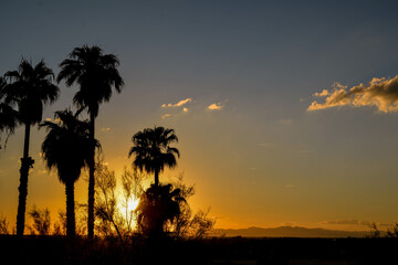 Fototapeta na wymiar Palm Tree Silhouette Stand Out in Sunset with Mountains in the Background