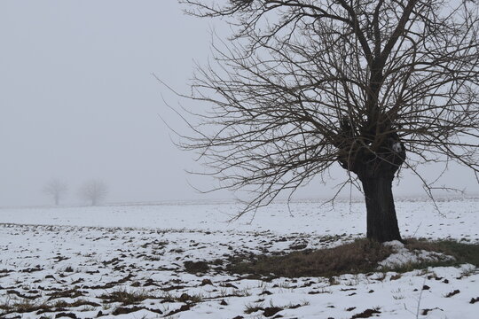 Gelso in inverno