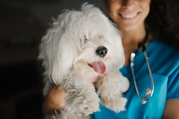 Close-up of a maltese dog in veterinarian's arms.