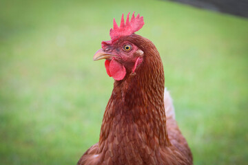 Rooster Profile